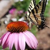 Martha Guerrant's photo