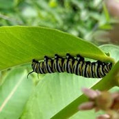 Kim Garbs's photo
