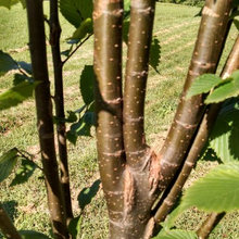 Tree pruning