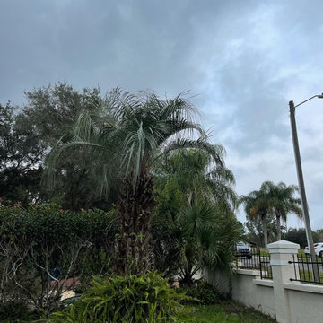 Palm Tree Trim