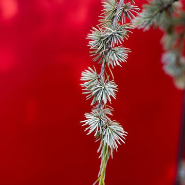 Zen Garden and Asian Inspired Landscape Plants