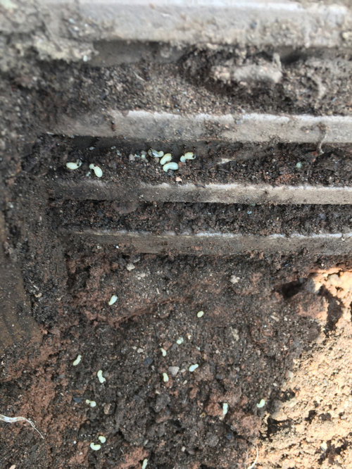Ant Nest in Veggie Garden Bed