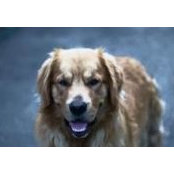 Randy Shetterly's photo