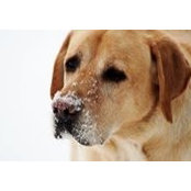 Deanne Broadfoot-Thompson's photo