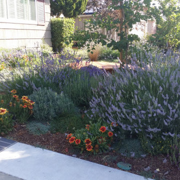 Low-Water Landscape Rebate Garden Design Featuring Lavender, San Jose, CA