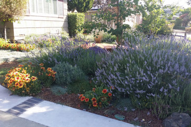 Low-Water Landscape Rebate Garden Design Featuring Lavender, San Jose, CA