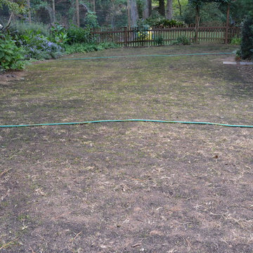Elite Tall Fescue Lawn Seed Planting