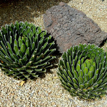 XERISCAPE