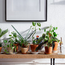 Plants