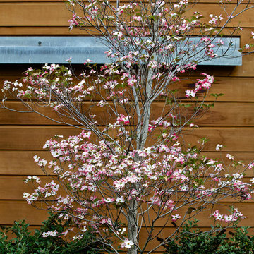 Pink Dogwood