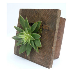 Mini Grovert Wall Planter - Brown - Products