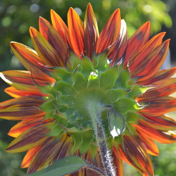 Floral-sunflower from the back.