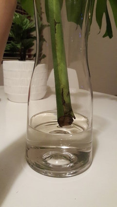 philodendron selloum plant Philodendron selloum 'Hope'