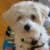 Photo de Lucy Poodle