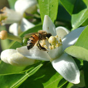 Melissa Rawlings's photo