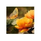 Kendrea Pressnell's photo