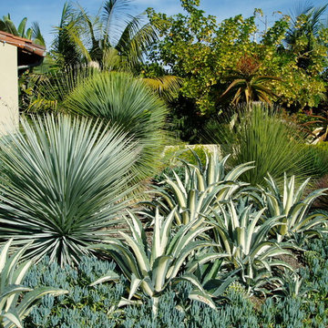 SUCCULENTS