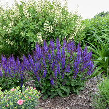 Sunapee garden ideas