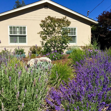 Los Altos No Lawn, Low Water