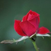 Trudy Ray's photo