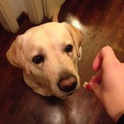 Cecilia Attanasio's photo