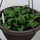 ourdigsfornow_pa_gardener