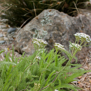 California Native Garden and Bioswale