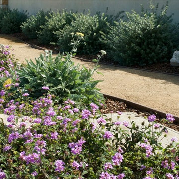 Decomposed granite pathway winds through drought tolerant plantings.