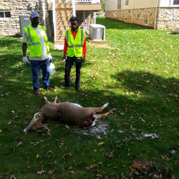 DEAD ANIMAL REMOVAL - DEAD DEER REMOVAL SERVICES