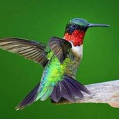 Ann Koutrouba's photo
