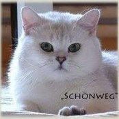 Chinchilla Cats's photo