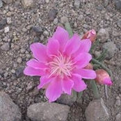 Photo de Ann Palmer