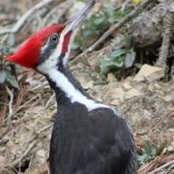 Andy Davis's photo
