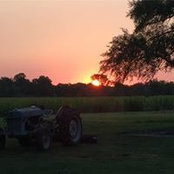 Niki Levy's photo
