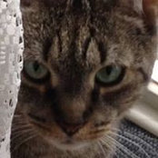 Susan Vassallo's photo