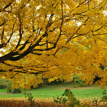 fall scenery