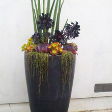 Landscape - Succulent planters