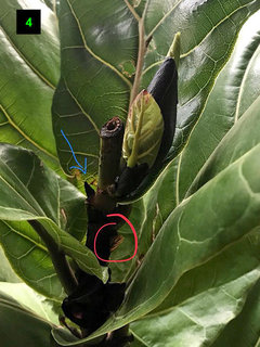 Cause of stunted growth and branching issues on fiddle leaf fig? | Houzz  Forum