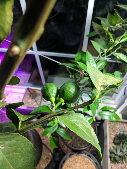 Question About My Meyer Lemon Tree