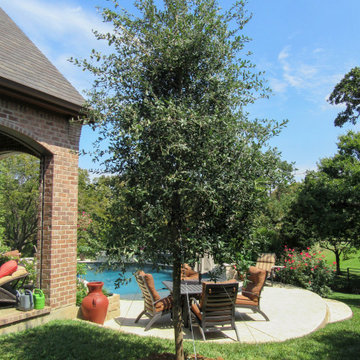 Evergreen Trees & Shrubs