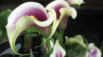 Spring Colour: Calla Lilies
