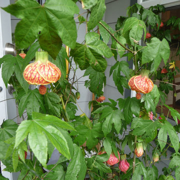 Oasis Garden