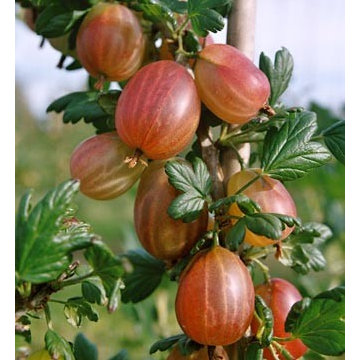 Permaculture/Farms