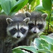 Foto de Stephanie Lyons-Olsen