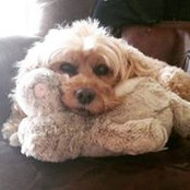 Laurie Schuyler Kantor's photo