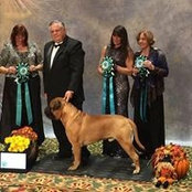 Spicestar Bullmastiffs's photo