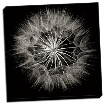 Fine Art Photograph, Goat's Beard 5, Hand-Stretched Canvas