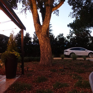 Corkwood
