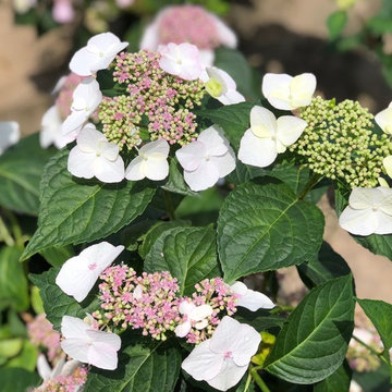 Our White Hydrangeas in May (Hydrangea macrophylla)