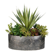 plants